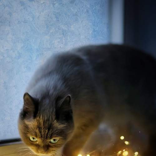 Photo #8749745