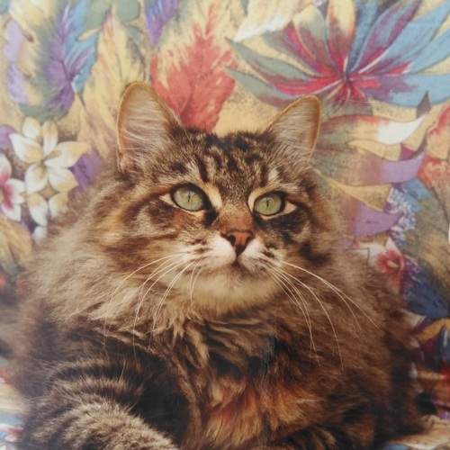 Photo #8750199