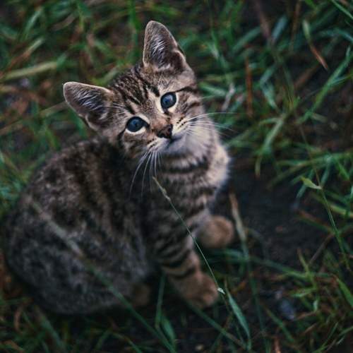 Photo #8750403