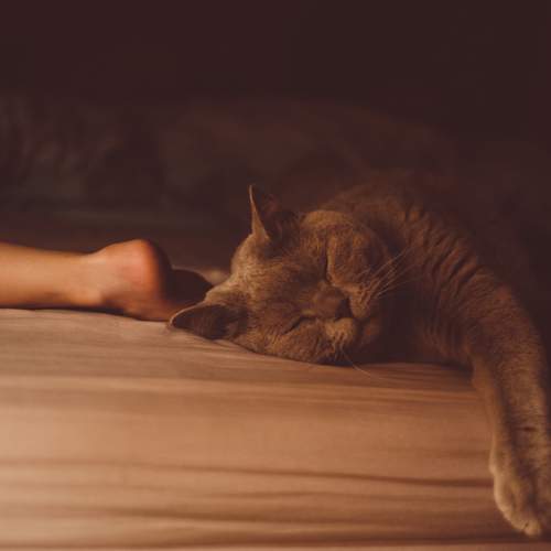 Photo #8750770