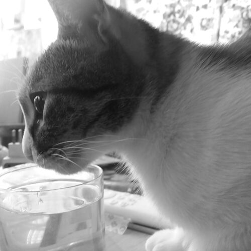 Photo #8751500