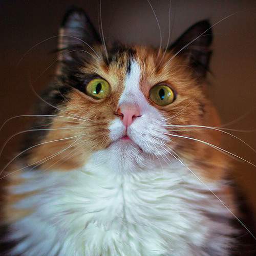 Photo #8751894