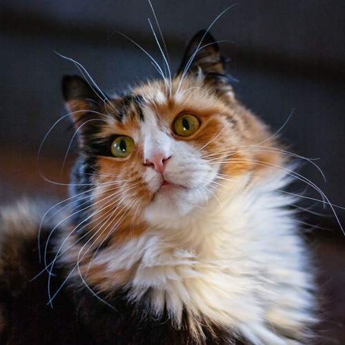 Photo #8751902