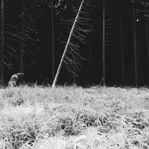 Photo #8751929