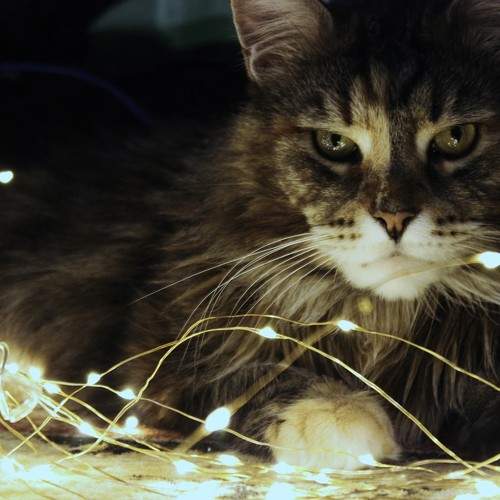 Photo #8751956