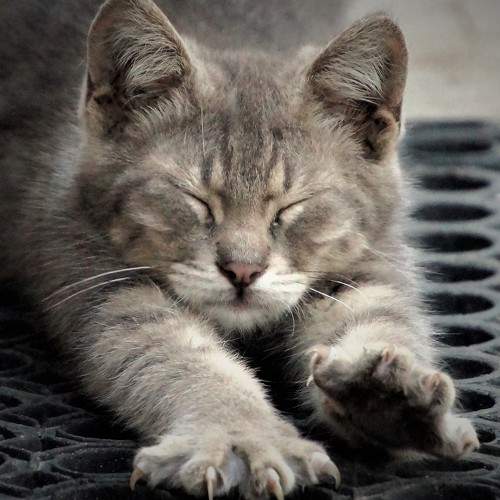 Photo #8752433