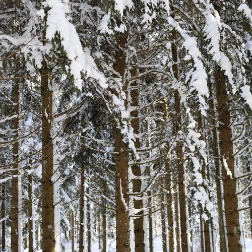 Photo #8754621