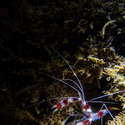 Photo #8754863