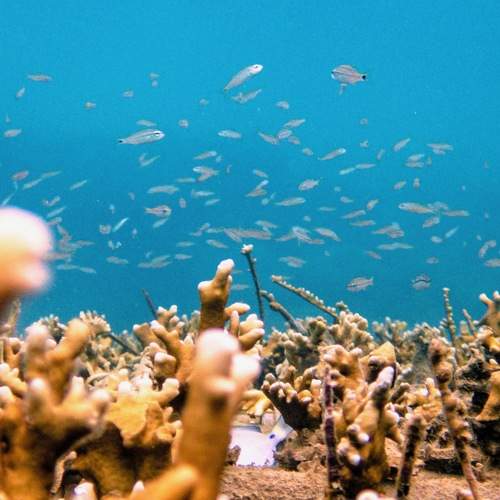 Ocean conservancy in Brazilian waters