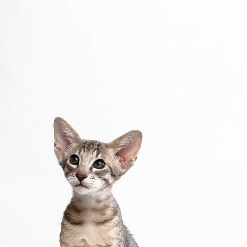 Photo #8755020