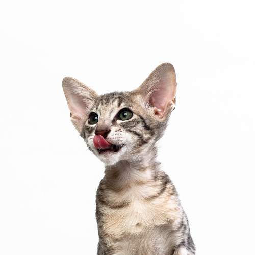 Photo #8755021