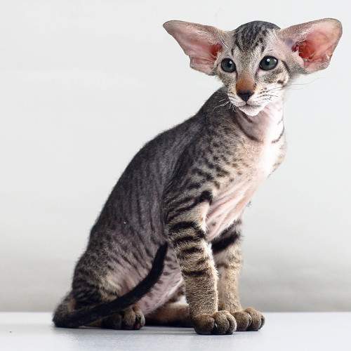 Photo #8755029