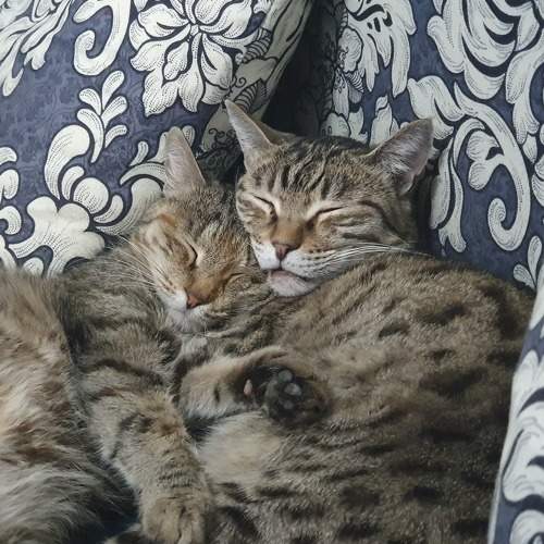 Photo #8756019