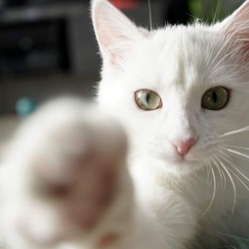 Photo #8757762
