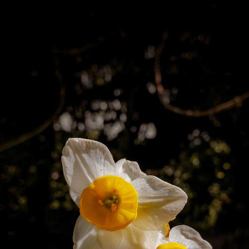 Sad narcissus