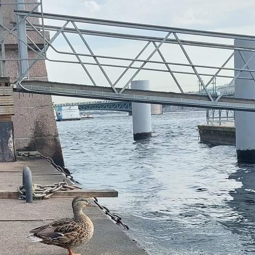 Photo #8760100