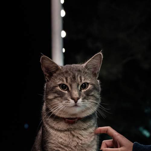 Photo #8760117
