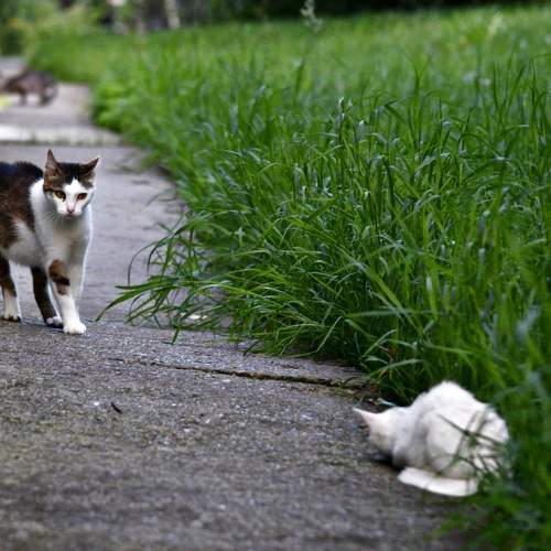 Photo #8760179