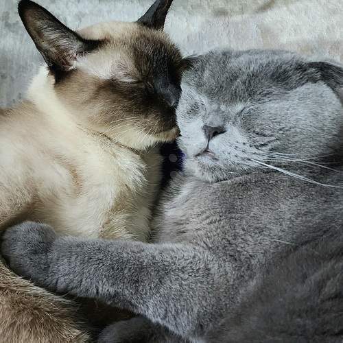 Photo #8761000