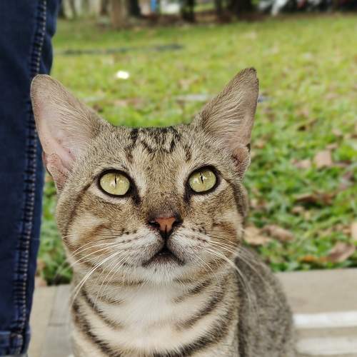 Cats world