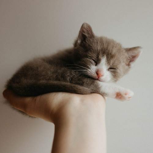 Photo #8761583