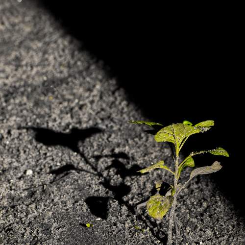 Light, Shadow and Hope