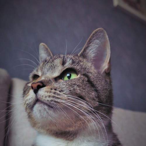 Photo #8762271