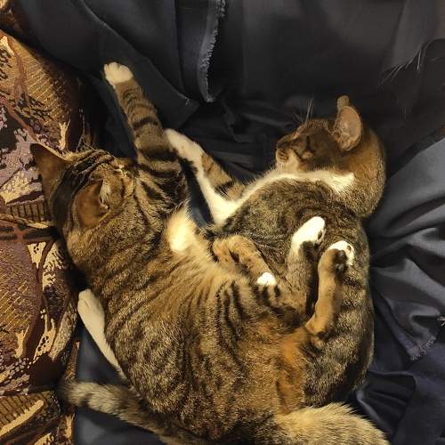Photo #8762275