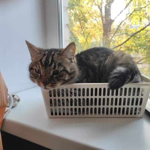 Photo #8762368