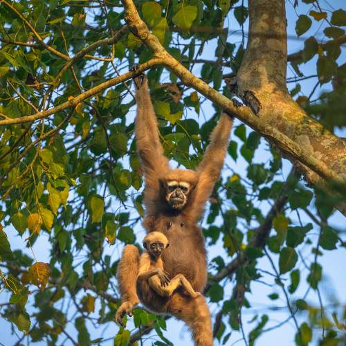 Western Hoolock Gibbon Family