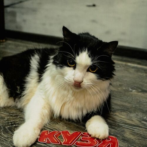Photo #8762792