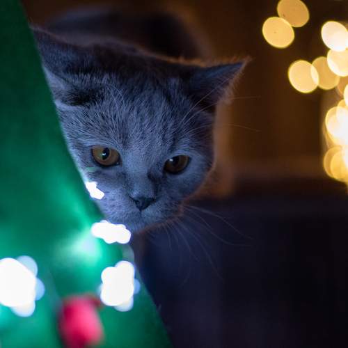 Photo #8762923