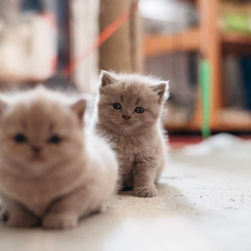 Photo #8762925