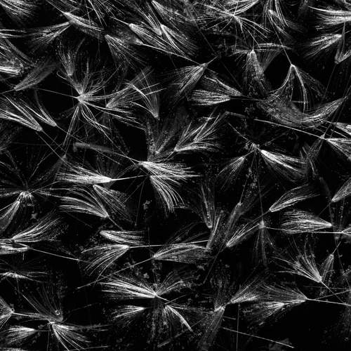Photo #8763034