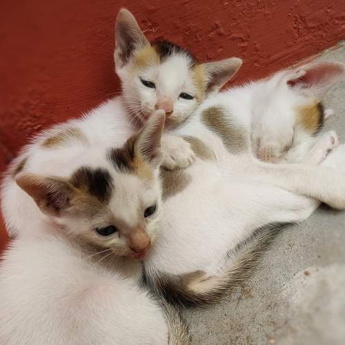 Photo #8763132