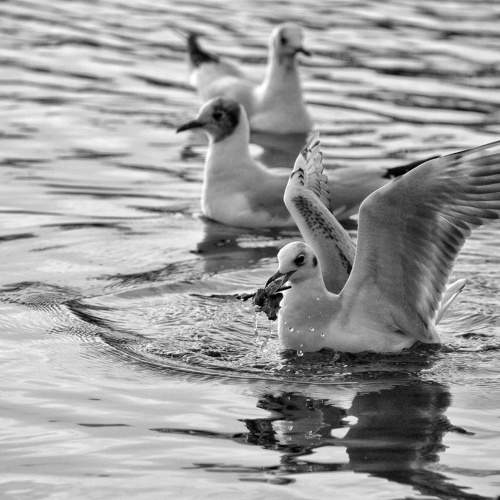 Photo #8763463