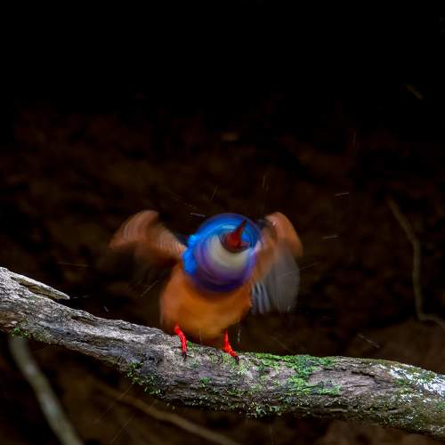 Photo #8764448