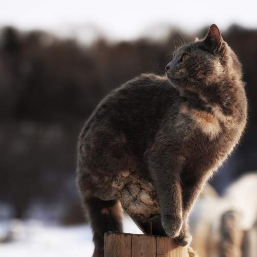 Photo #8764769