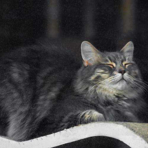 Photo #8766070