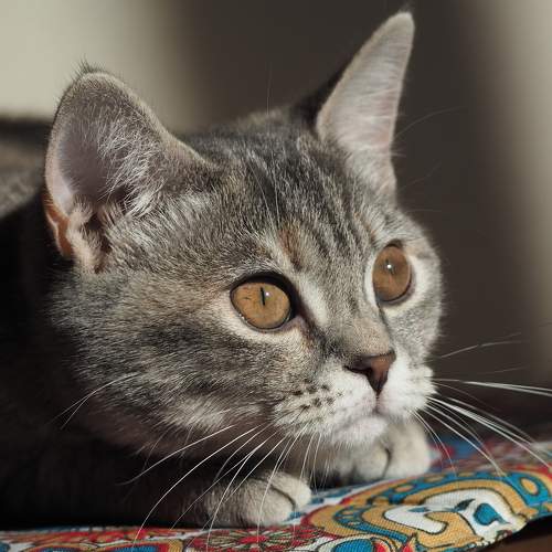 Photo #8767504