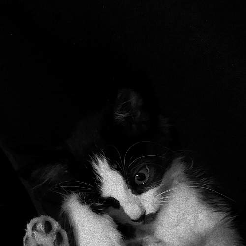 Photo #8768764