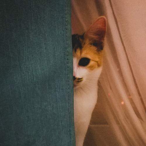 Photo #8769544