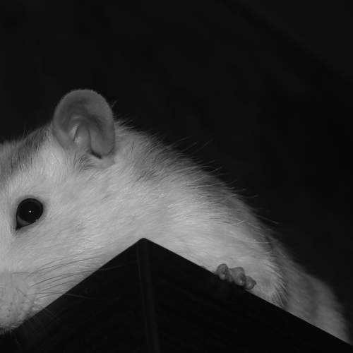 Photo #8770291