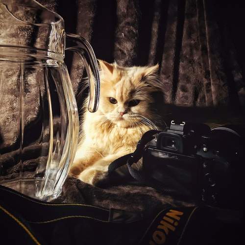 Photo #8770345