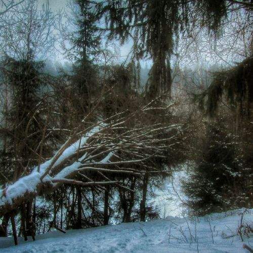 Photo #8771054