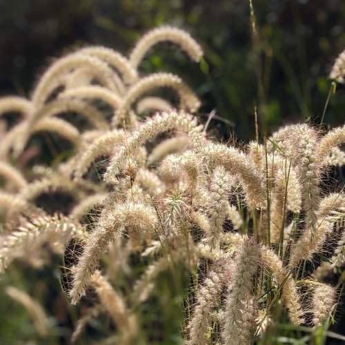 Fountain grass