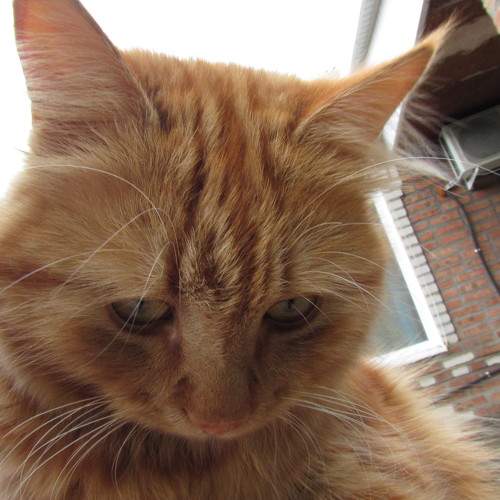Photo #8771991