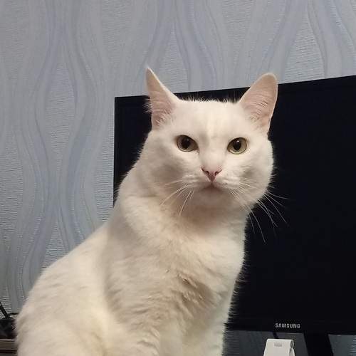 Photo #8772244