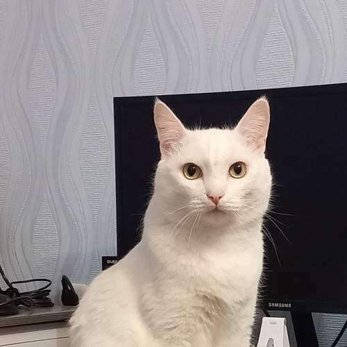 Photo #8772246