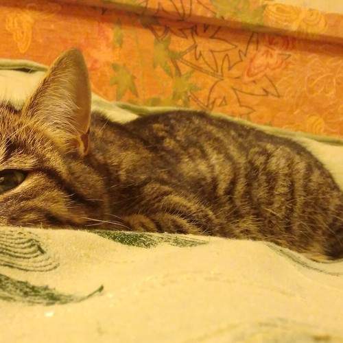 Photo #8773117